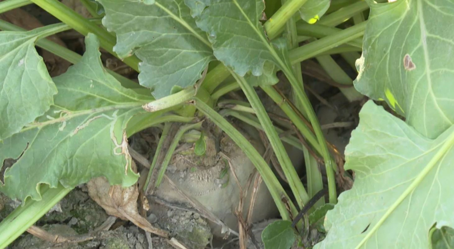 Жамбыл облысында қант қызылшасын жинау науқаны басталды