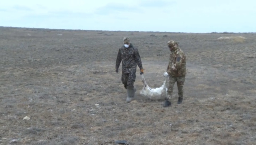 Зоологи выяснили причину гибели сайгаков в Улытау
