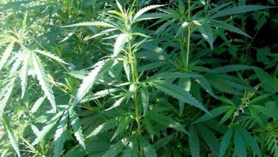 Биыл 4 тонна есірткі тәркіленді