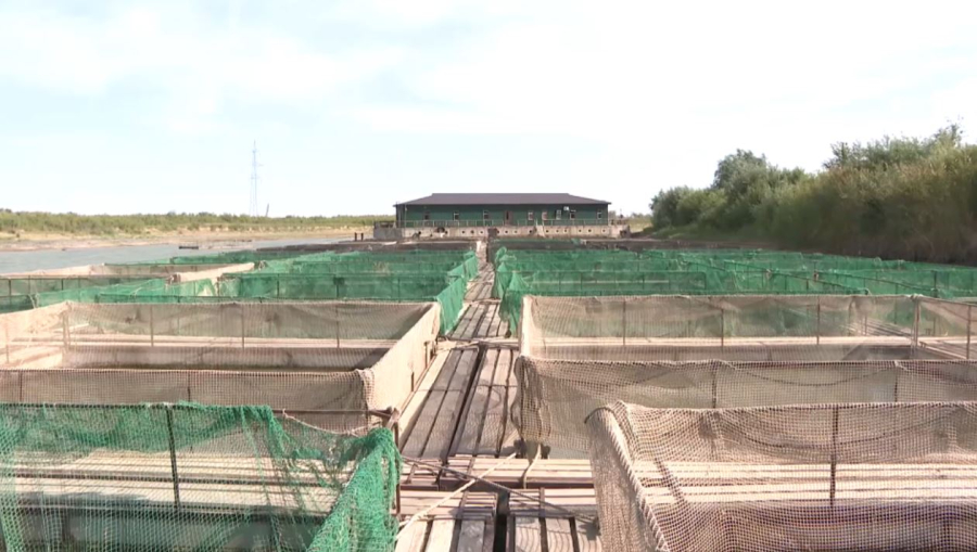 Атырауда тауарлы балық шаруашылығы саласында бес жоба жүзеге асты