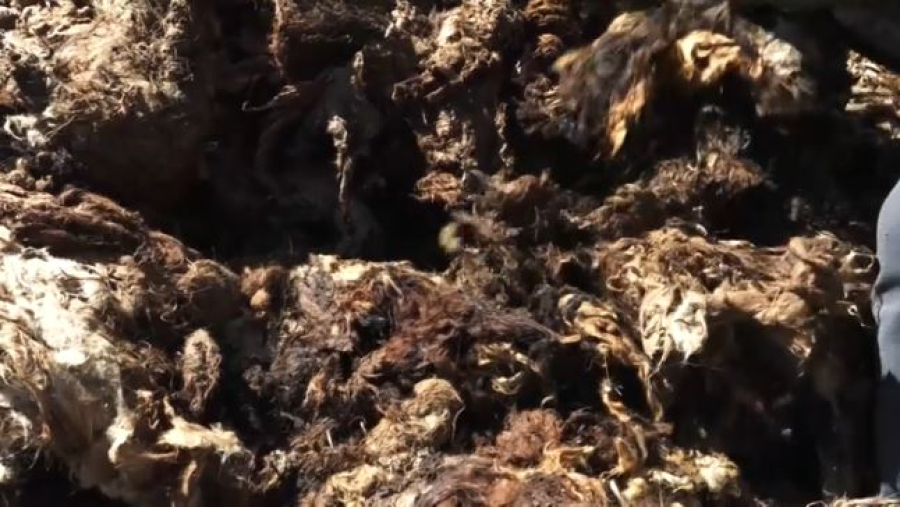 Пунктов по приёму шкур и шерсти станет больше в области Абай