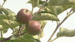 Сохранить и преумножить сорт яблок апорт пытаются аграрии Алматинской области