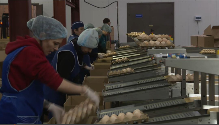 Жұмыртқа импортына тыйым ұзартылмақ