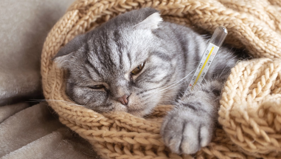 Отпуск по уходу за питомцем ввели в Италии