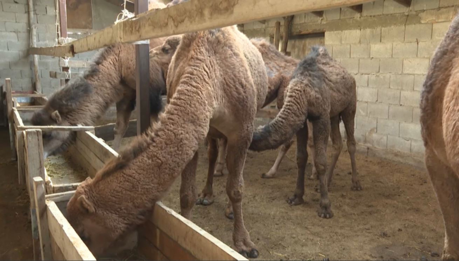Алматы облысының тұрғыны шұбаттан балмұздақ өндіре бастады