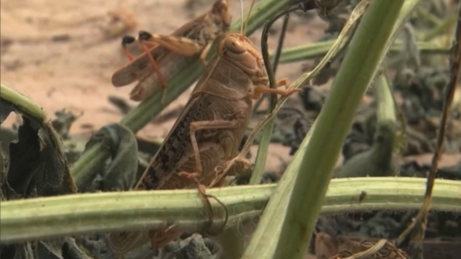 Шегірткемен күрес шараларына ₸7,1 млрд бөлінді