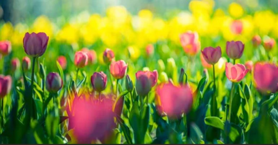 До 37 градусов жары ожидается в Западно-Казахстанской и Атырауской областях