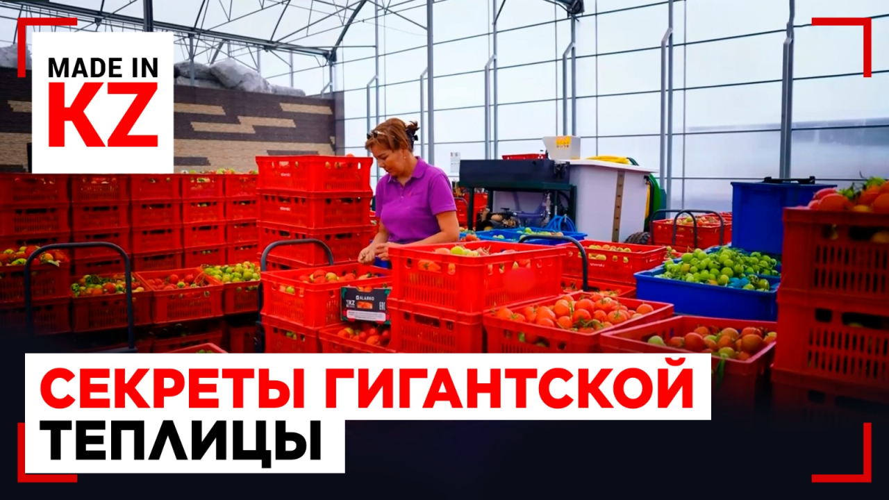 Какими помидорами кормят казахстанцев: вся правда о шымкентской теплице