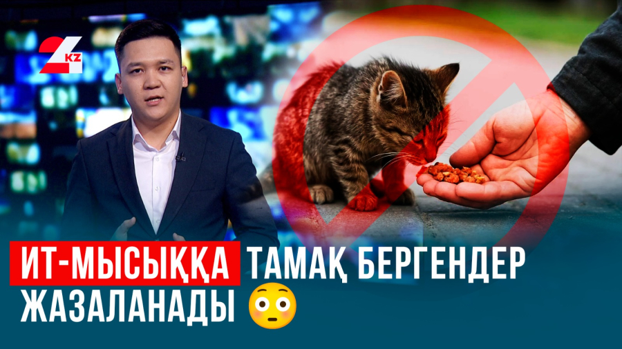 Ит-мысыққа тамақ берсең, айыппұл салынатыны рас па?