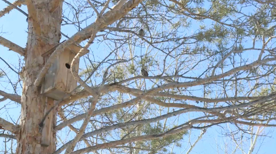 Қараторғай келсе, күн жылиды