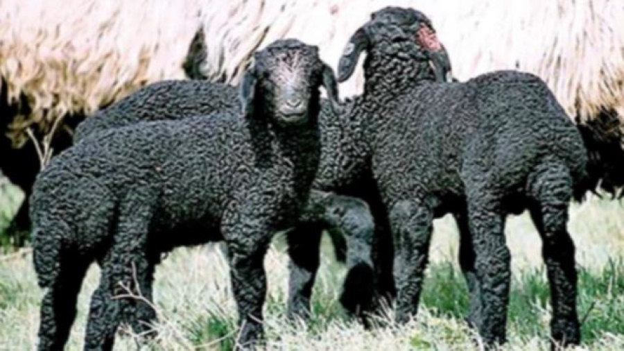 Казахстанское овцеводство: наследие Балтабая Мейрова