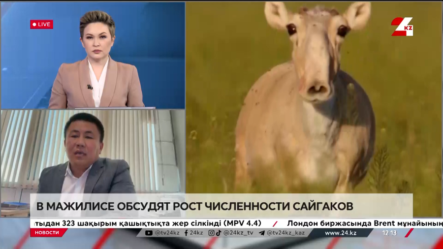 В Мажилисе обсудят рост численности сайгаков. Бакытжан Исахаев