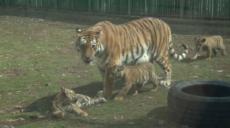 Амурским тигрятам в Алматинском зоопарке дали имена