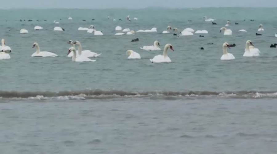 Более тысячи лебедей появились у пляжей Актау