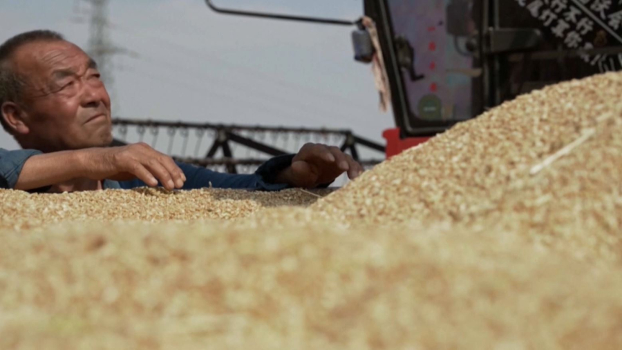 Қытай фермерлері қуаңшылық азабын тартып отыр