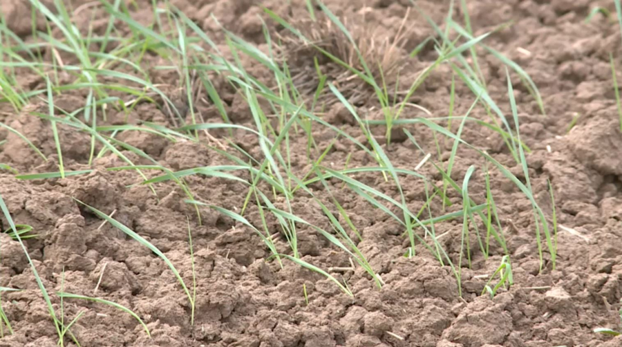 Посевная кампания в Казахстане завершена в срок