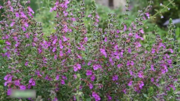 Корень солодки может оказаться на грани исчезновения в Казахстане