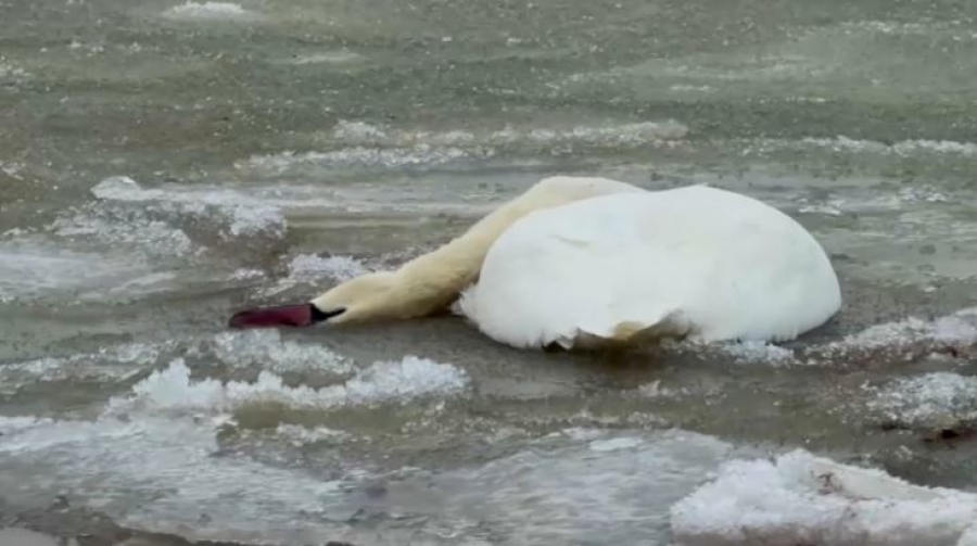Мёртвых лебедей нашли на побережье Каспия