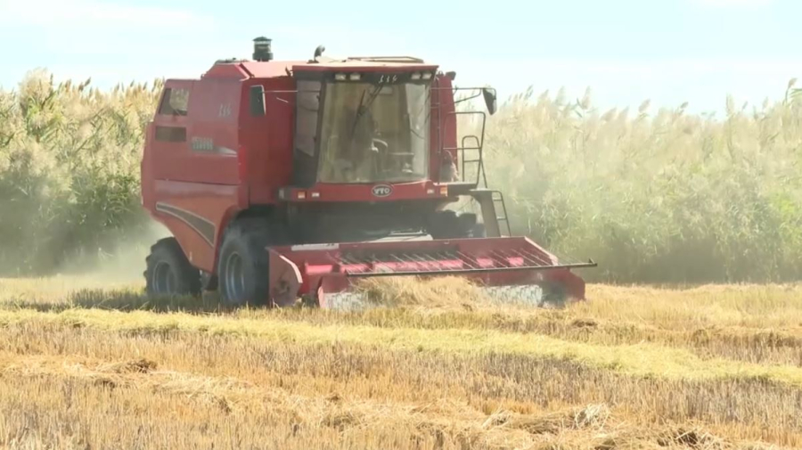 Уборка риса идёт в области Жетысу