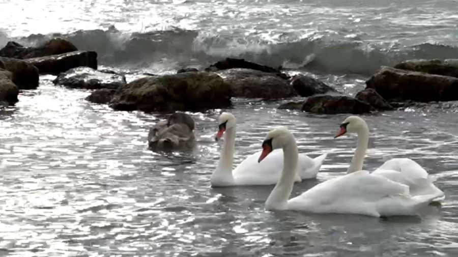 Ақтауға аққулар оралды