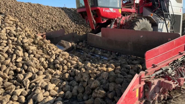 Қант қызылшасын өңдейтін зауыттар қажет