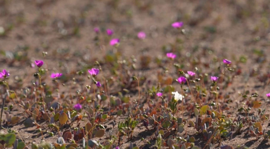 Әлемнің ең құрғақ аймағында гүл өсе бастады