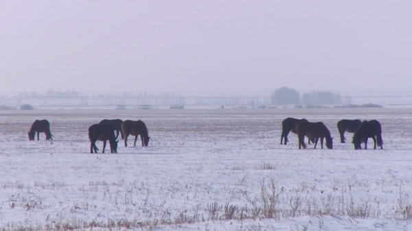 Қазақстанда мал ұрлығы тыйылмай тұр