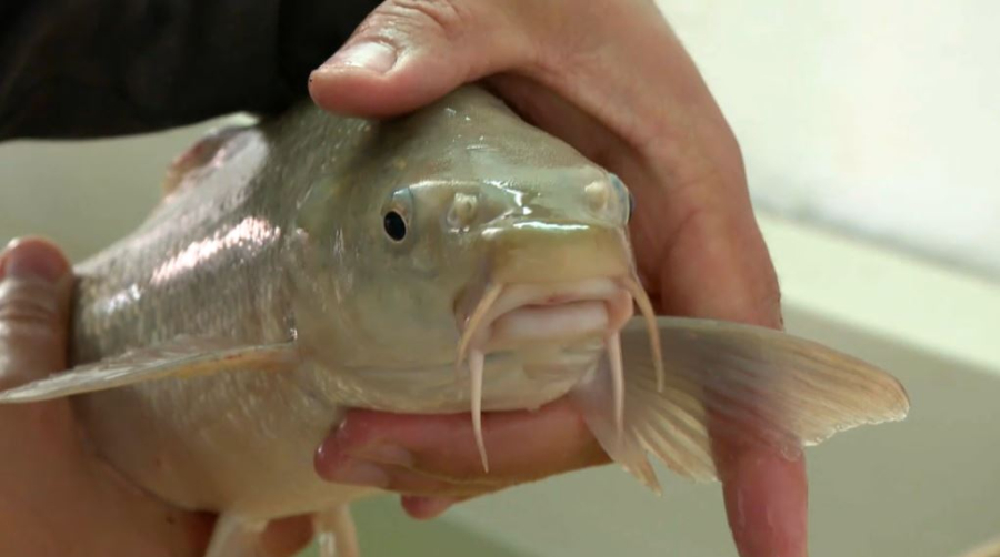 Аральского усача начали разводить в Кызылординской области