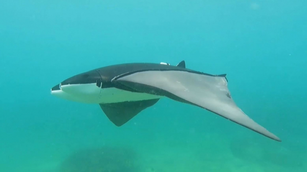 Қытайда робот маржан рифтерін сақтап қалуға көмектеседі