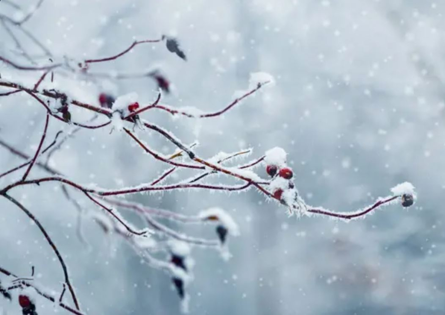 Снегопады обрушились на северную часть Казахстана