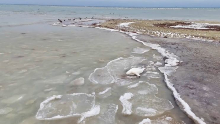 На побережье Каспия обнаружили погибших лебедей