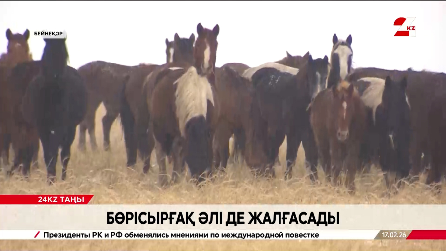 «Бөрісырғақ» әлі де жалғасады