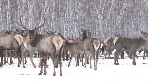 Юный североказахстанец запустил челлендж «Помоги диким животным»