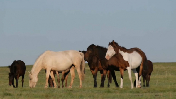 Производство кумыса наладил молодой предприниматель из Баянаула
