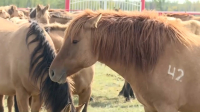 Мугалжарской породе лошадей – 25 лет