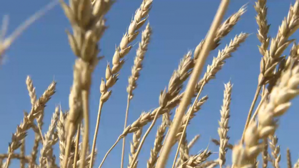 Еліміз дәнді дақылдар жинаудан рекордтық көрсеткішке қол жеткізді