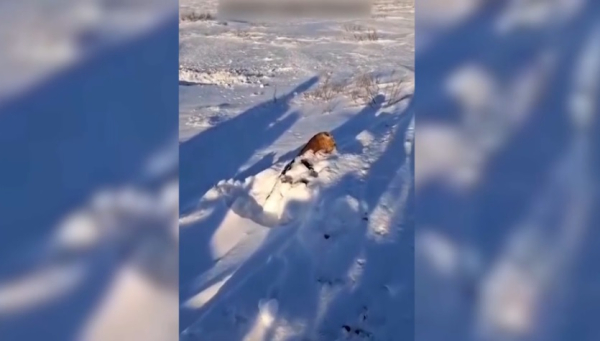 Табун лошадей замерз возле села Аксу