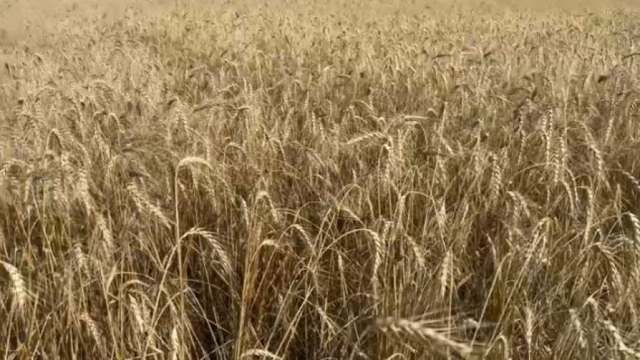 7 млн тонн зерна планируют собрать аграрии Акмолинской области