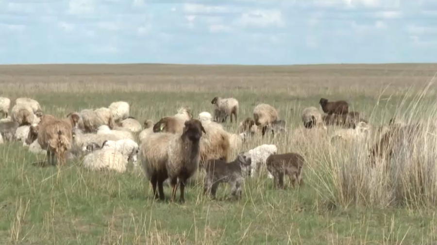Семейная ферма: крупные крестьянские хозяйства создадут в области Улытау