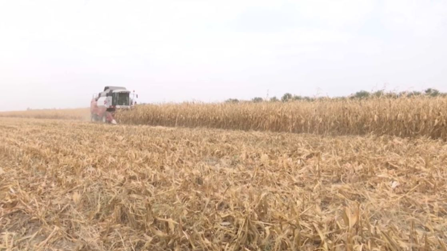 Ввоз пшеницы запретят в Казахстане