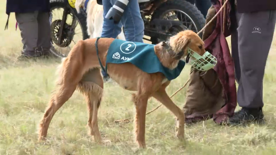 Ақмола облысында «Тазы лигасы – 2025» сайысы ұйымдастырылды