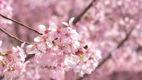 Қытайда сакура ағашы гүлдеді