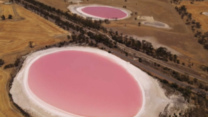 Розовых озёр станет больше в мире – учёные