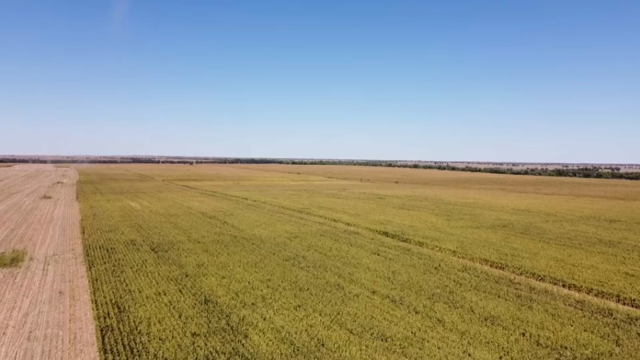 На 20% выросла урожайность в Алматинской области
