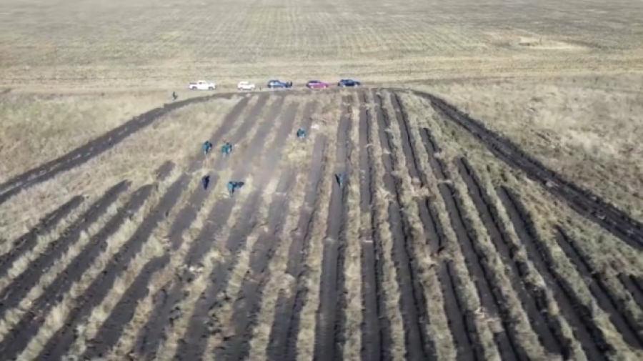 В СКО увеличивают лесной фонд