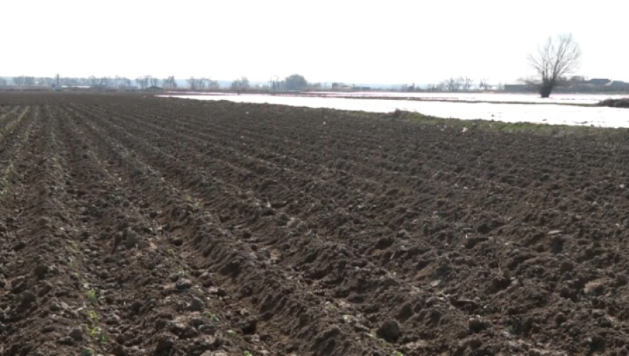 Посевная стартовала в Туркестанской области