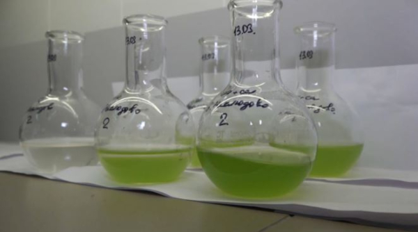 Водоросль хлорелла становится альтернативой привычным методам аэрации водоёмов в СКО