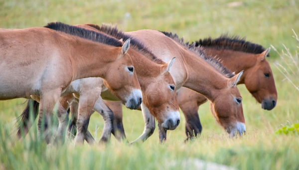 Қазақстанға керқұлан қайта оралды
