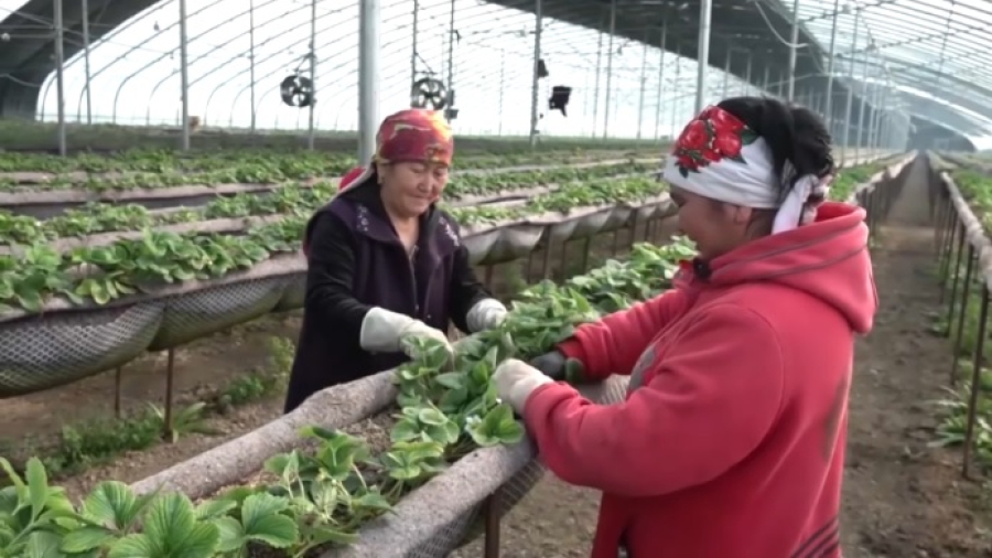 «Ауыл аманаты»: 1400 рабочих мест создадут в Туркестанской области