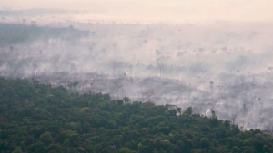 Темпы вырубки лесов Амазонии упали на 66%